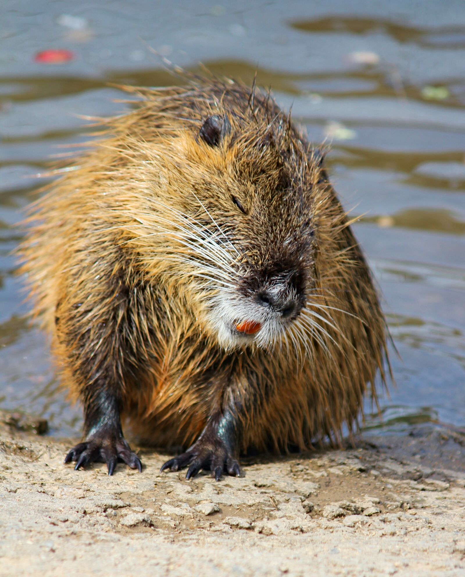 Canon EOS 550D (EOS Rebel T2i / EOS Kiss X4) sample photo. Nutria, fluvial, rodent photography