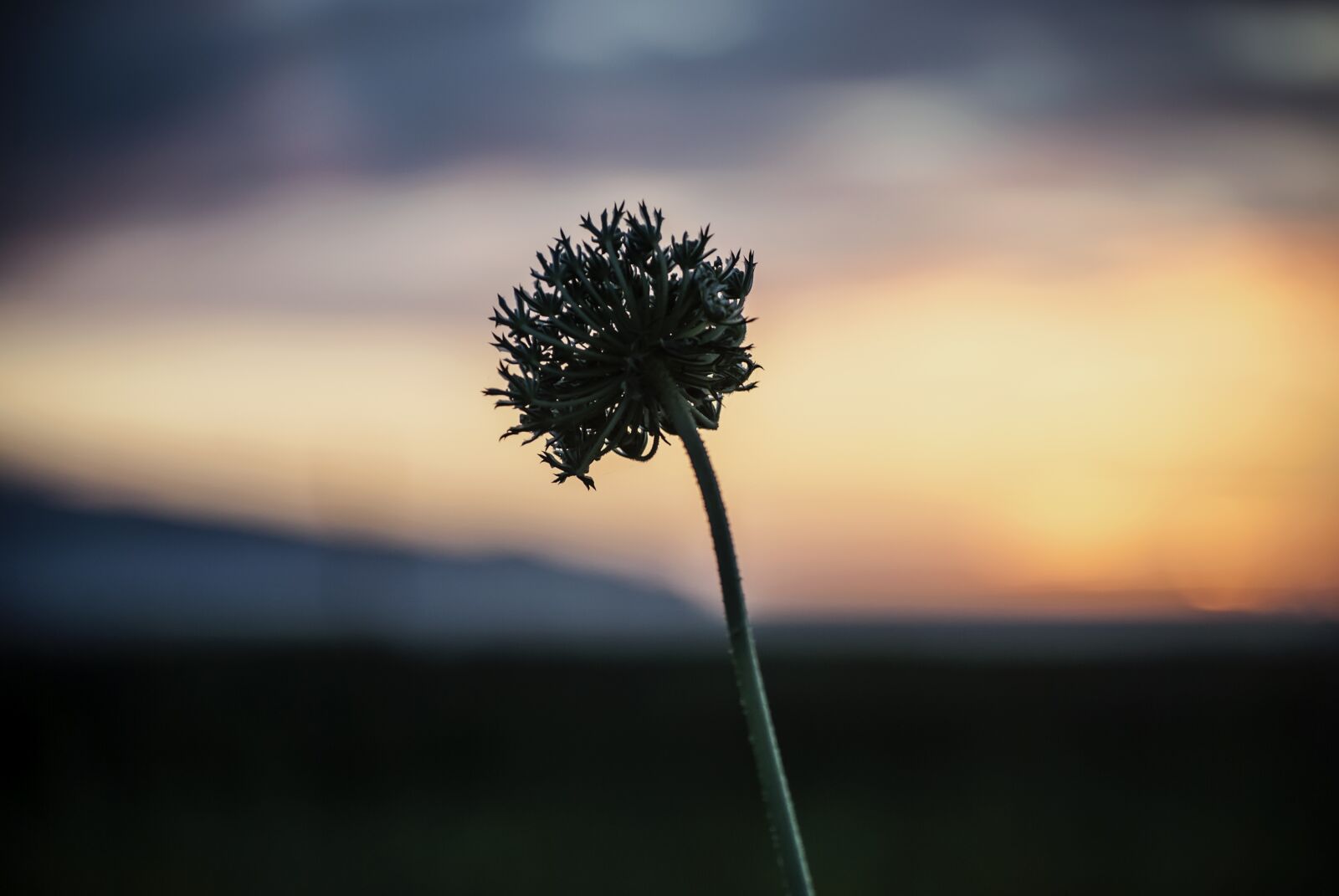 Nikon D3000 sample photo. Sunset, flower, sky photography
