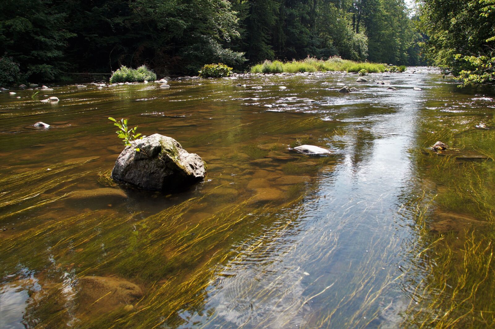 Sony SLT-A58 sample photo. River, wild eagle, water photography