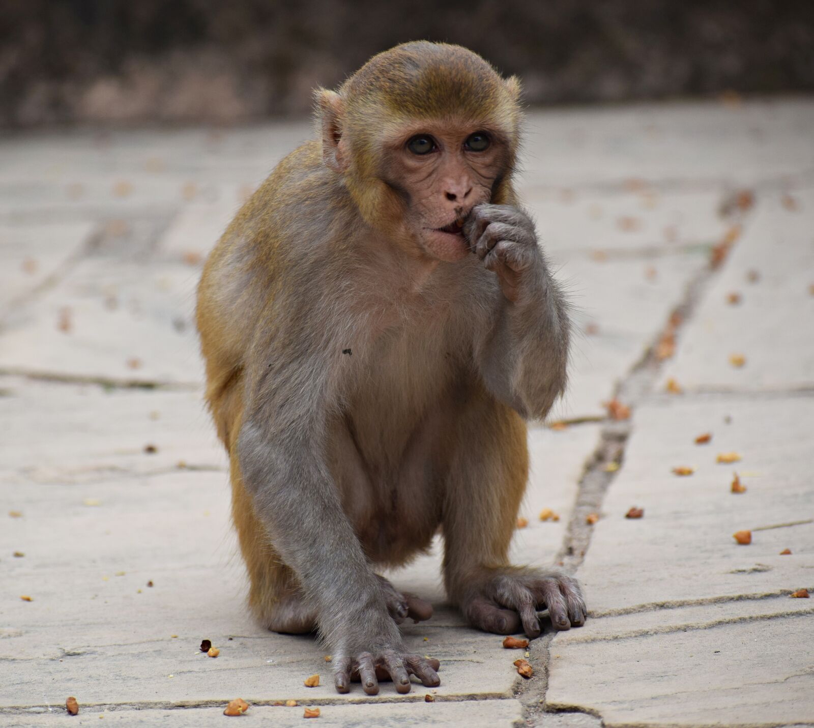Nikon D3300 sample photo. Monkey, eating, animal photography