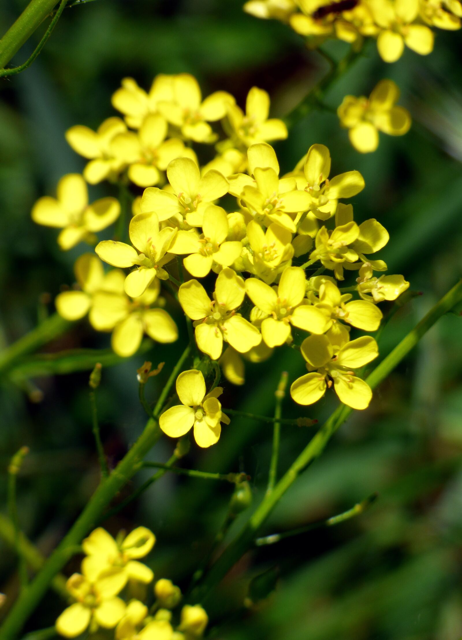 Panasonic DMC-FZ72 sample photo. Flower, yellow, rapeseed photography
