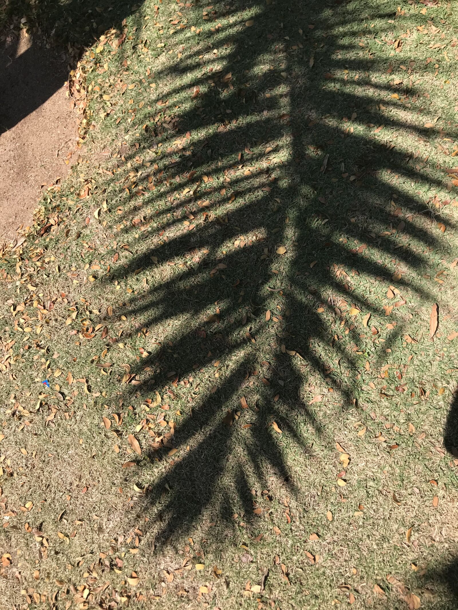 iPhone 7 back camera 3.99mm f/1.8 sample photo. Coconut tree, shadow, silhouette photography
