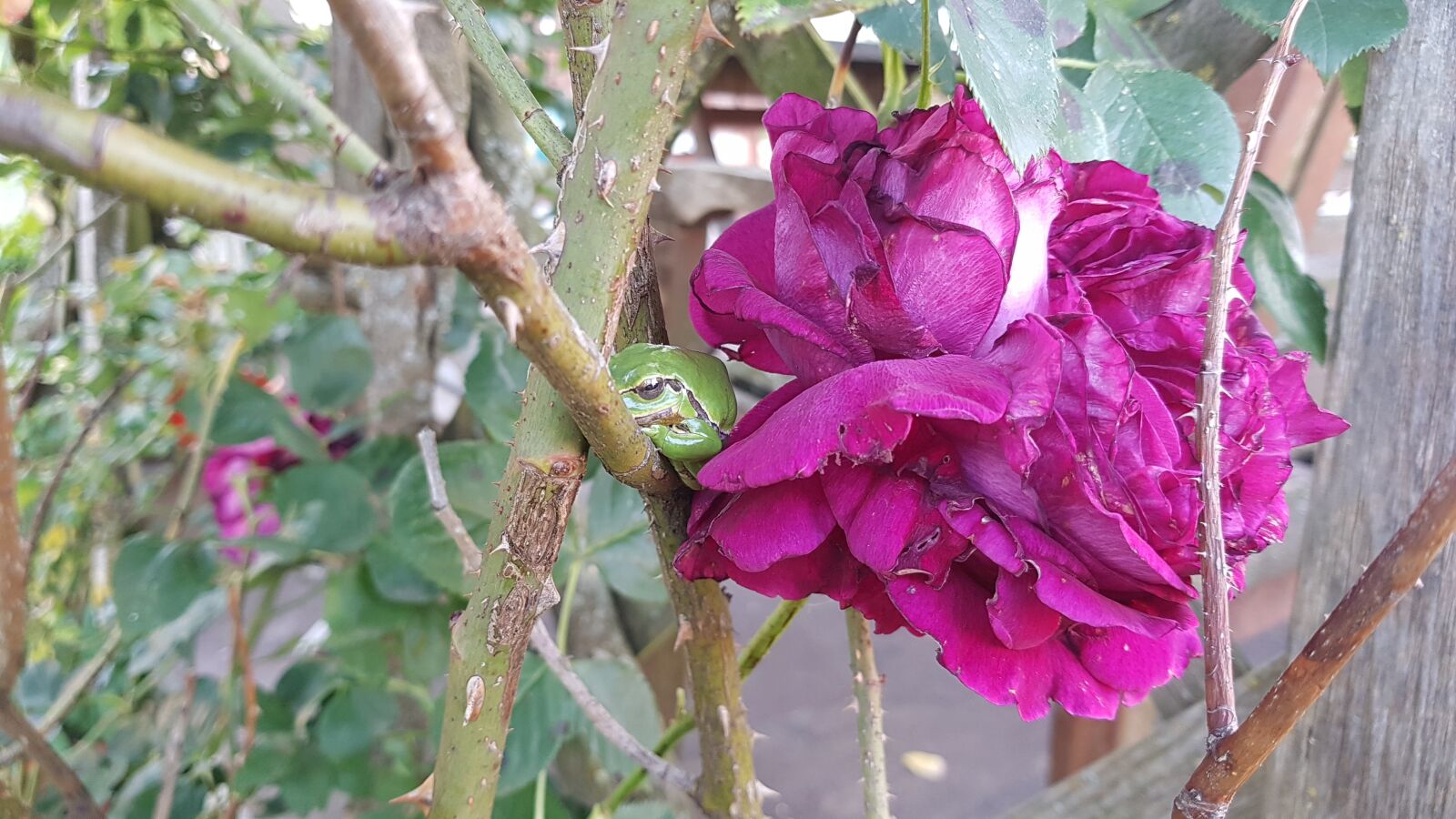 Samsung Galaxy S7 sample photo. Frog, rose, fragrance photography