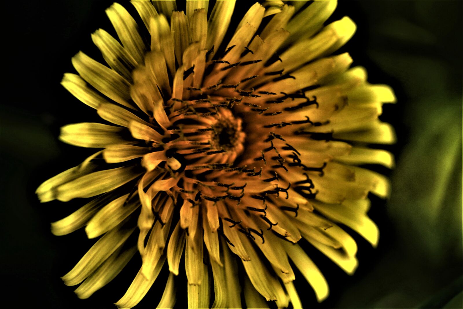 Canon EOS 7D Mark II sample photo. Plant, yellow, petals photography