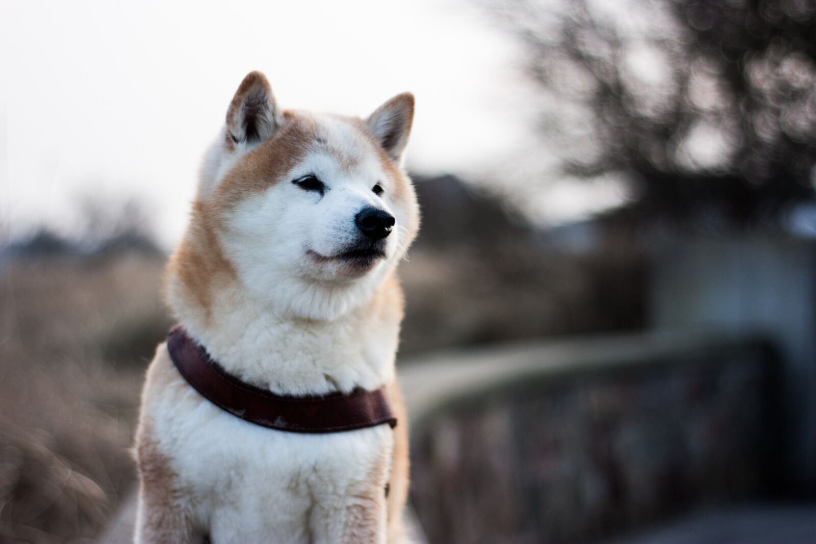 Canon EOS 450D (EOS Rebel XSi / EOS Kiss X2) sample photo. Shiba, inu, dog photography