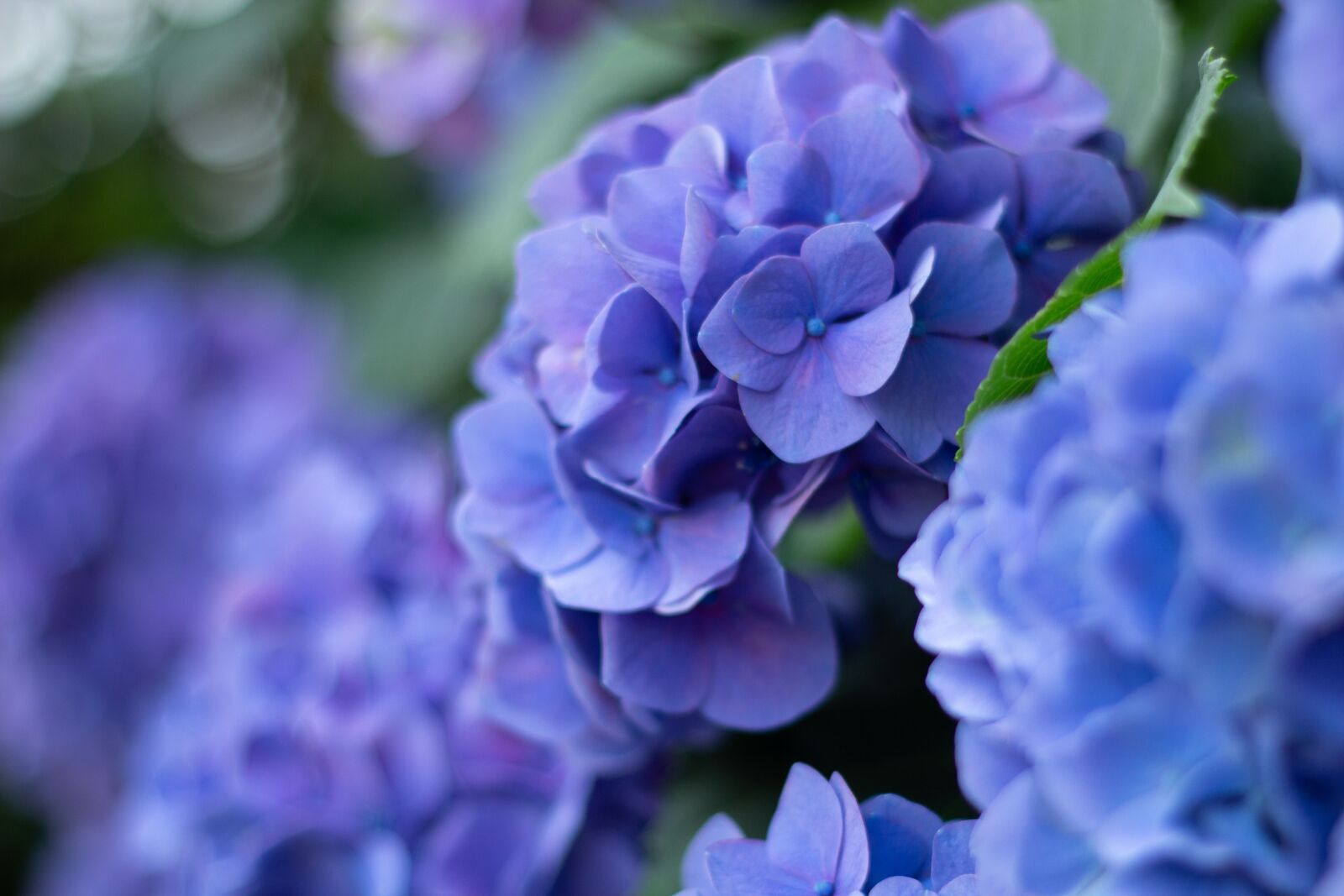 Canon EOS 650D (EOS Rebel T4i / EOS Kiss X6i) sample photo. Purple, hydrangea, flower photography