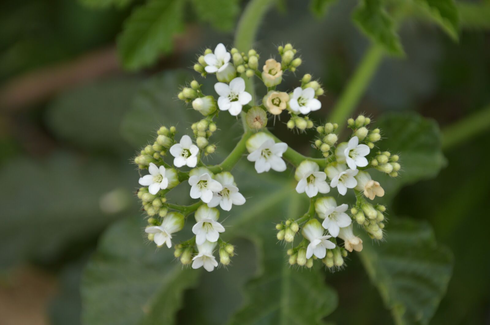 Nikon D3200 sample photo. Flor, white, nettle photography