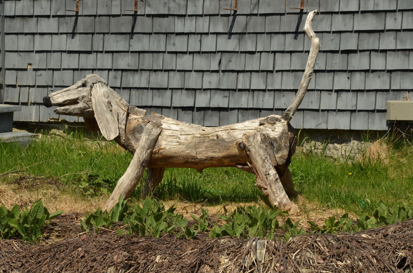 Nikon D7000 sample photo. Dog, wood, image photography