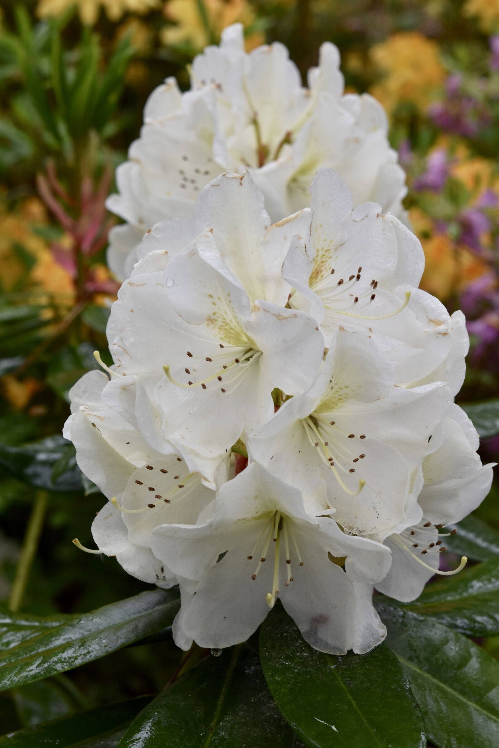 Nikon D5600 sample photo. Flower, white flowers, flower photography