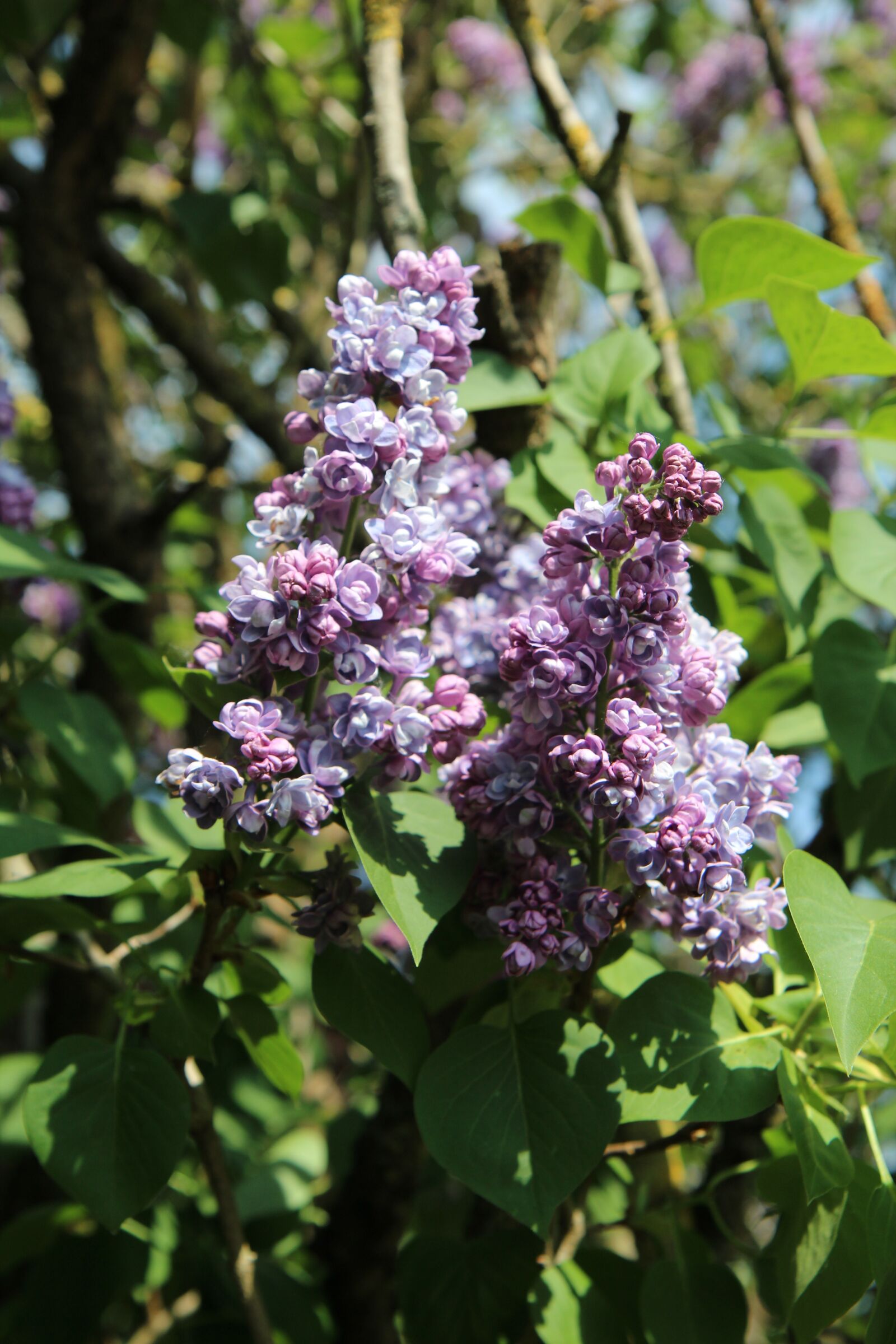 Canon EOS 600D (Rebel EOS T3i / EOS Kiss X5) sample photo. Lilac, lilac purple, shrub photography