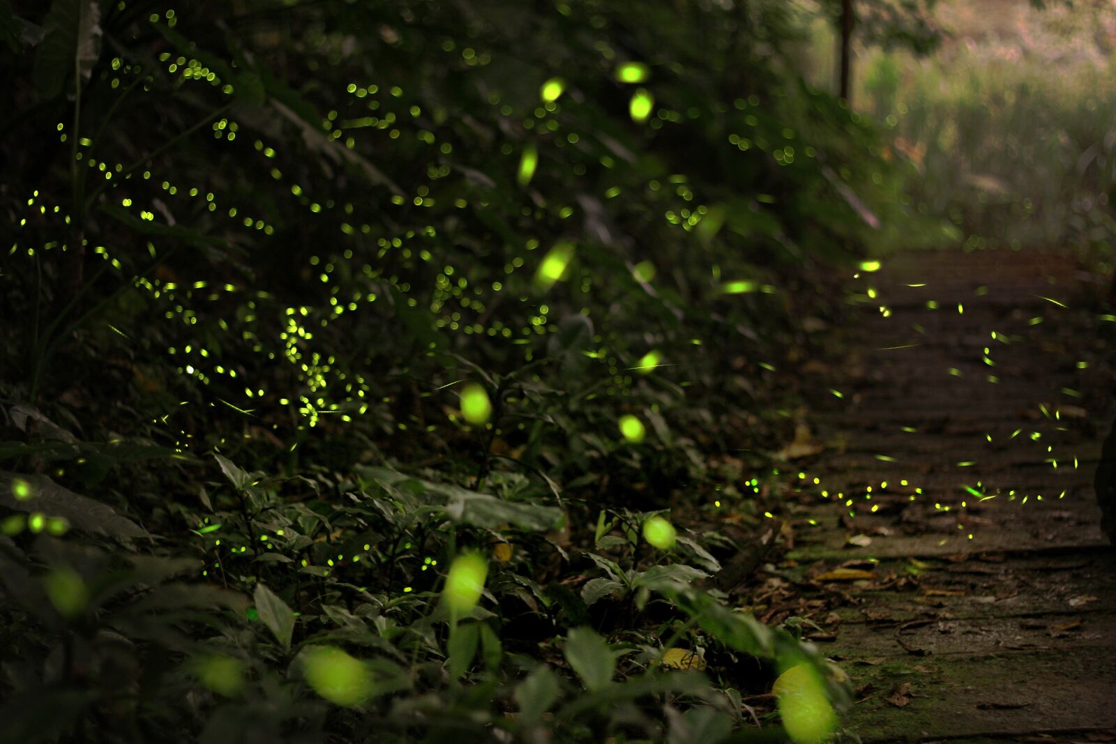 Canon EOS 60D + Canon EF 50mm F1.8 II sample photo. 螢 fire chong, forest, green photography