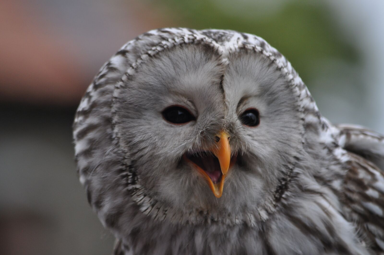 Nikon D5000 sample photo. Raptor, owl, animal photography