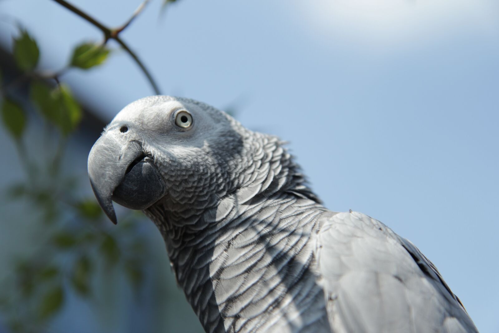 Canon EOS 600D (Rebel EOS T3i / EOS Kiss X5) sample photo. Africagreyparrot, grijzeroodstraat, congo photography