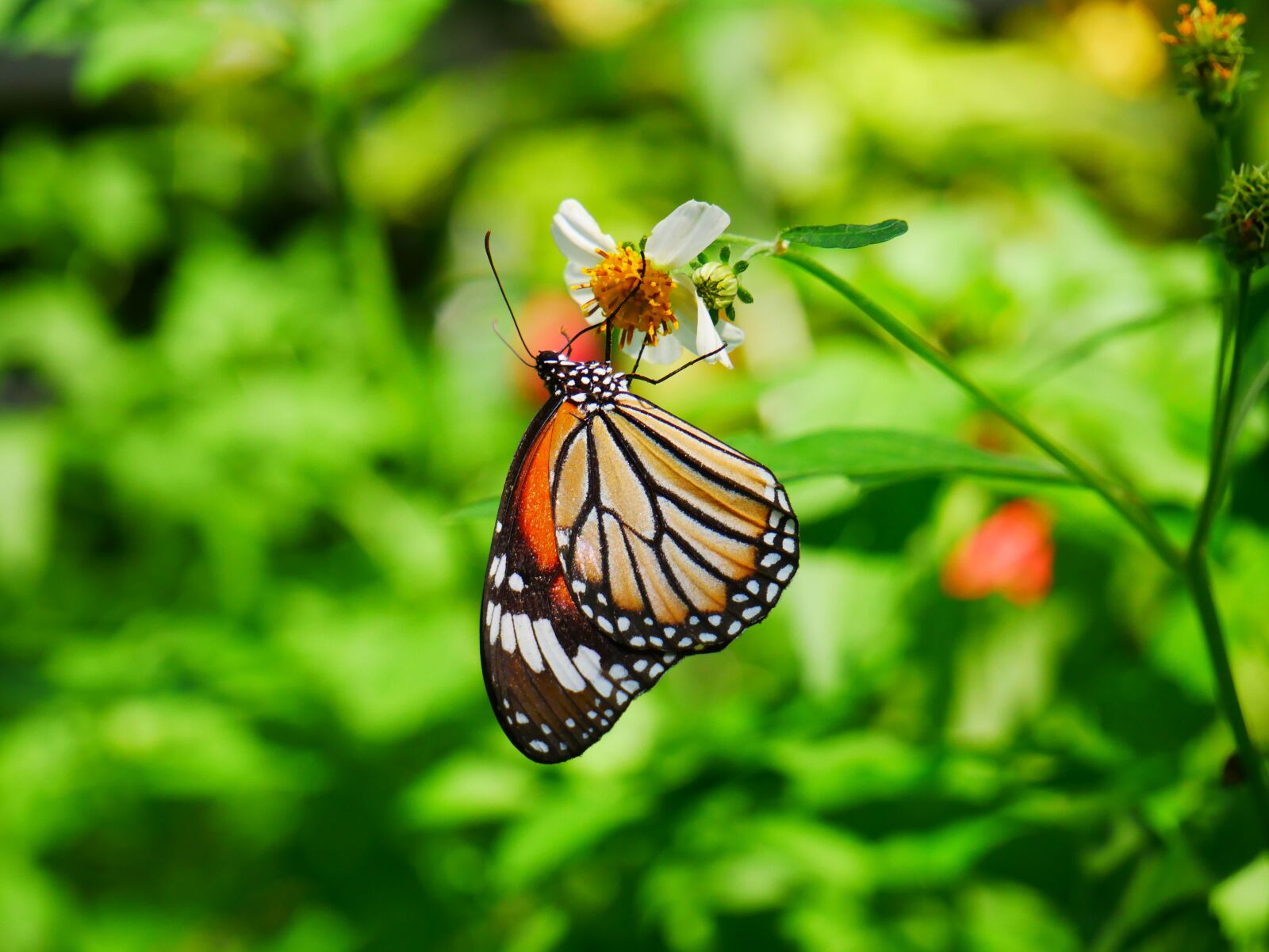 Panasonic Lumix DMC-G85 (Lumix DMC-G80) sample photo. Butterfly, insect, nature photography