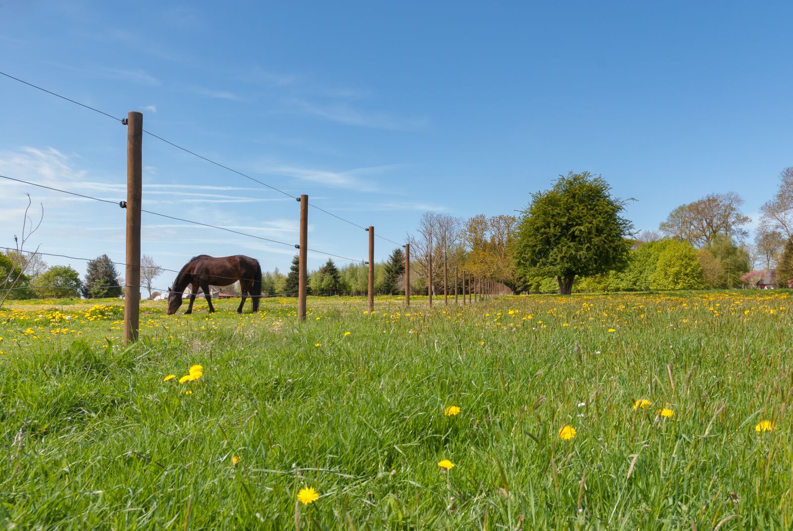 Nikon D80 sample photo. Tree, lawn, nature photography