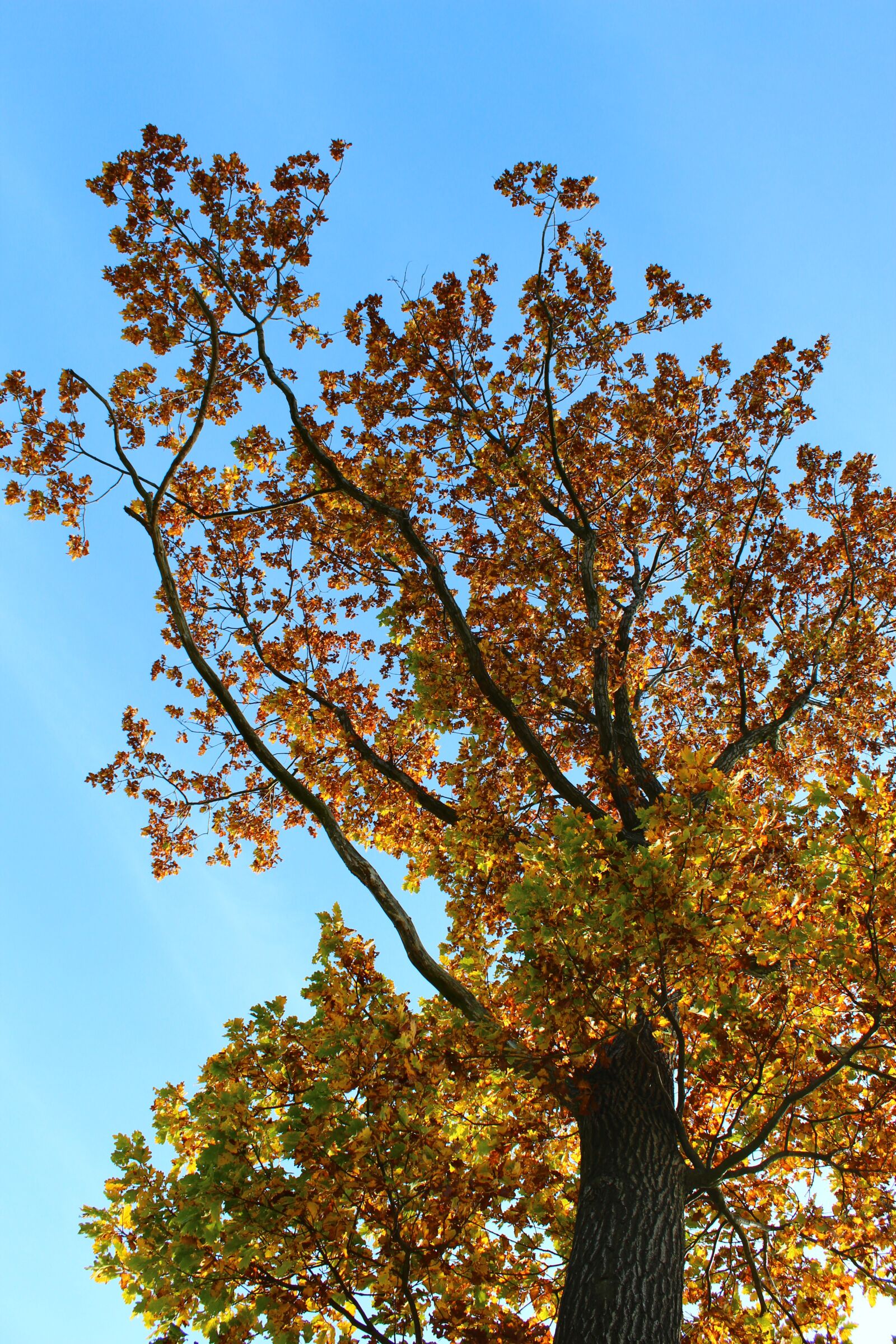 Canon EOS 600D (Rebel EOS T3i / EOS Kiss X5) sample photo. Tree, leaves, autumn photography