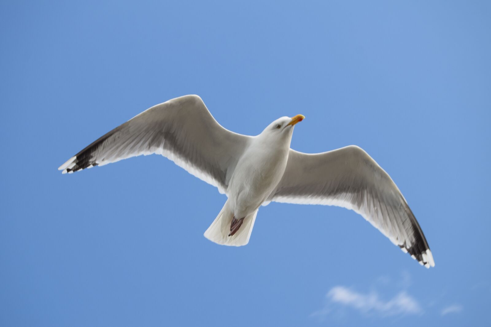 Nikon D3300 sample photo. Sky, gull, clouds photography