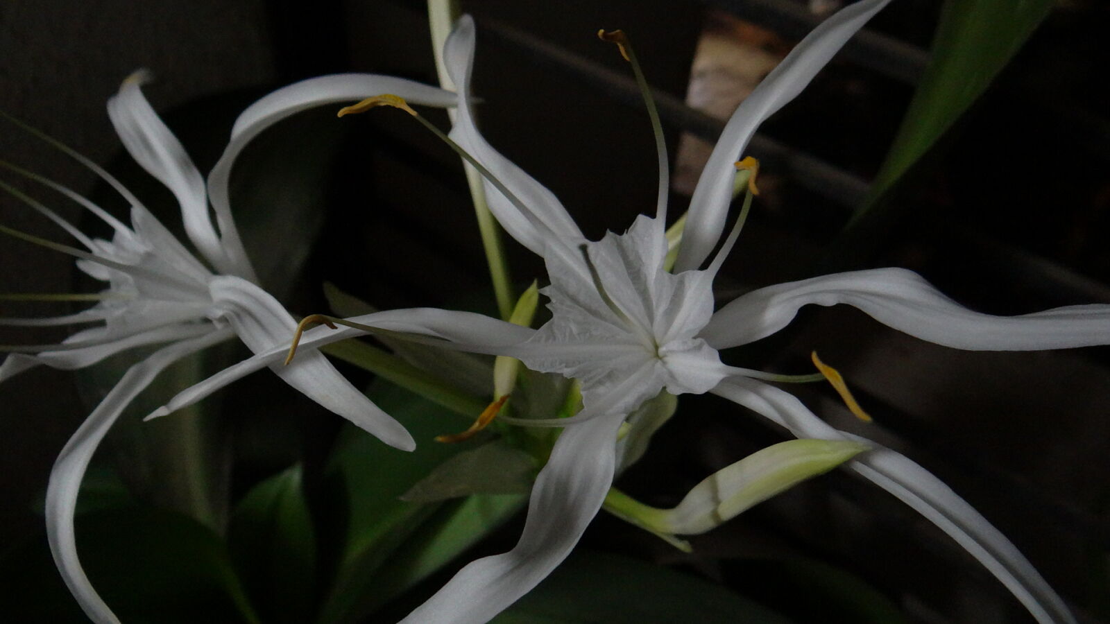 Sony DSC-HX200V sample photo. 365, photos, flower, garden photography