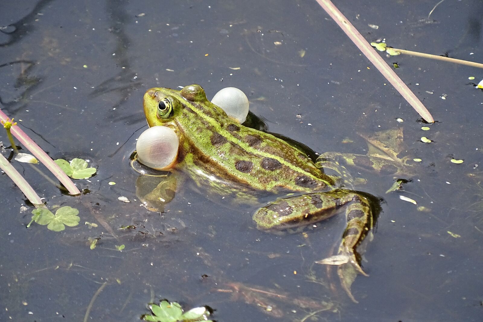Sony Cyber-shot DSC-HX400V sample photo. Gerardo, frog, bubble photography
