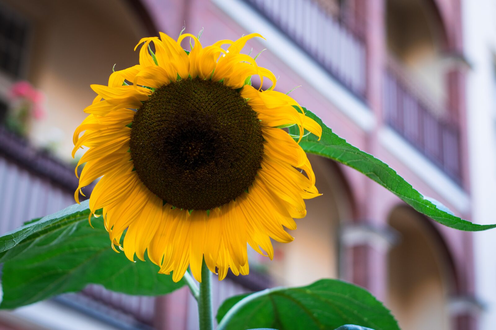 Nikon D3300 sample photo. Sunflower, flower, yellow photography