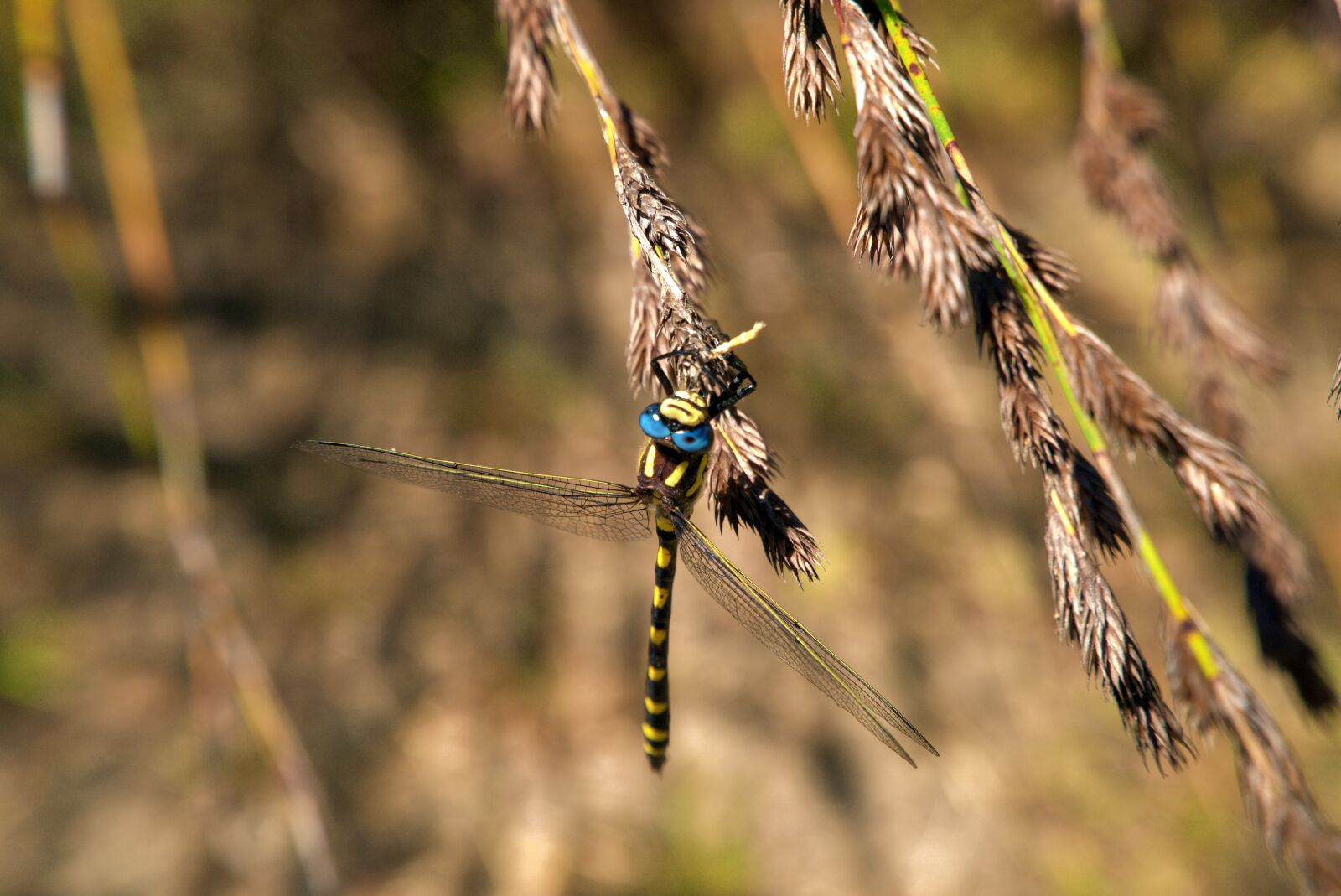 Sony a6500 sample photo. Dragonfly, dragon, insect photography
