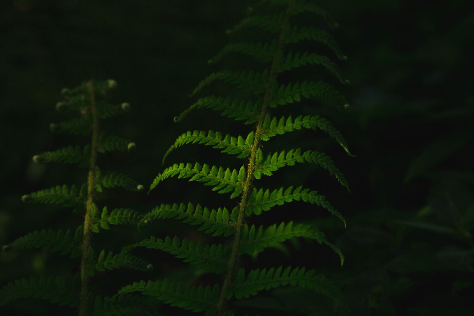 Canon EF 24-105mm F4L IS USM sample photo. Dark, green, leaves photography
