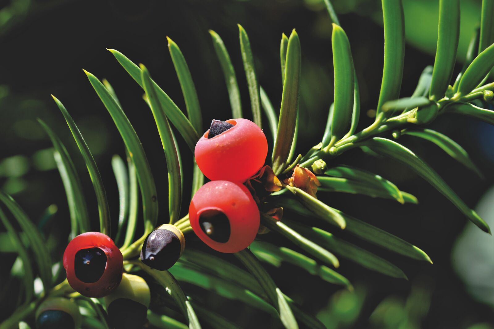 Nikon D7200 sample photo. Yew, bush, fruit photography