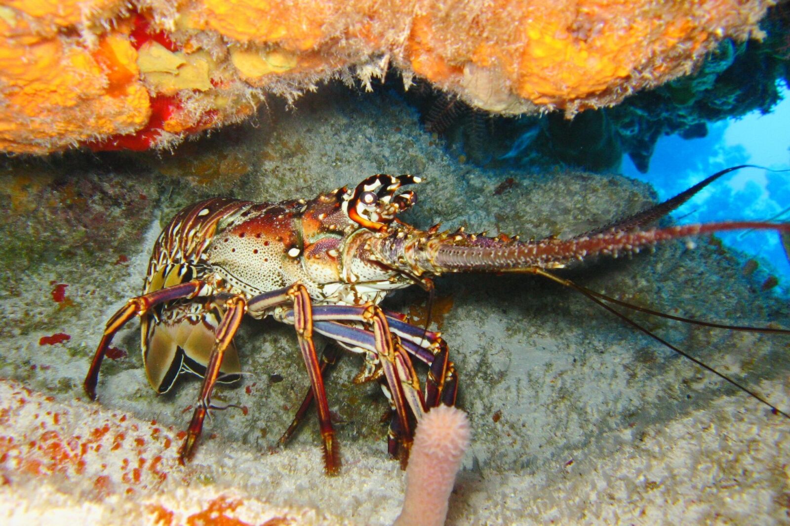 Canon POWERSHOT A720 IS sample photo. Diving, ocean, coral photography