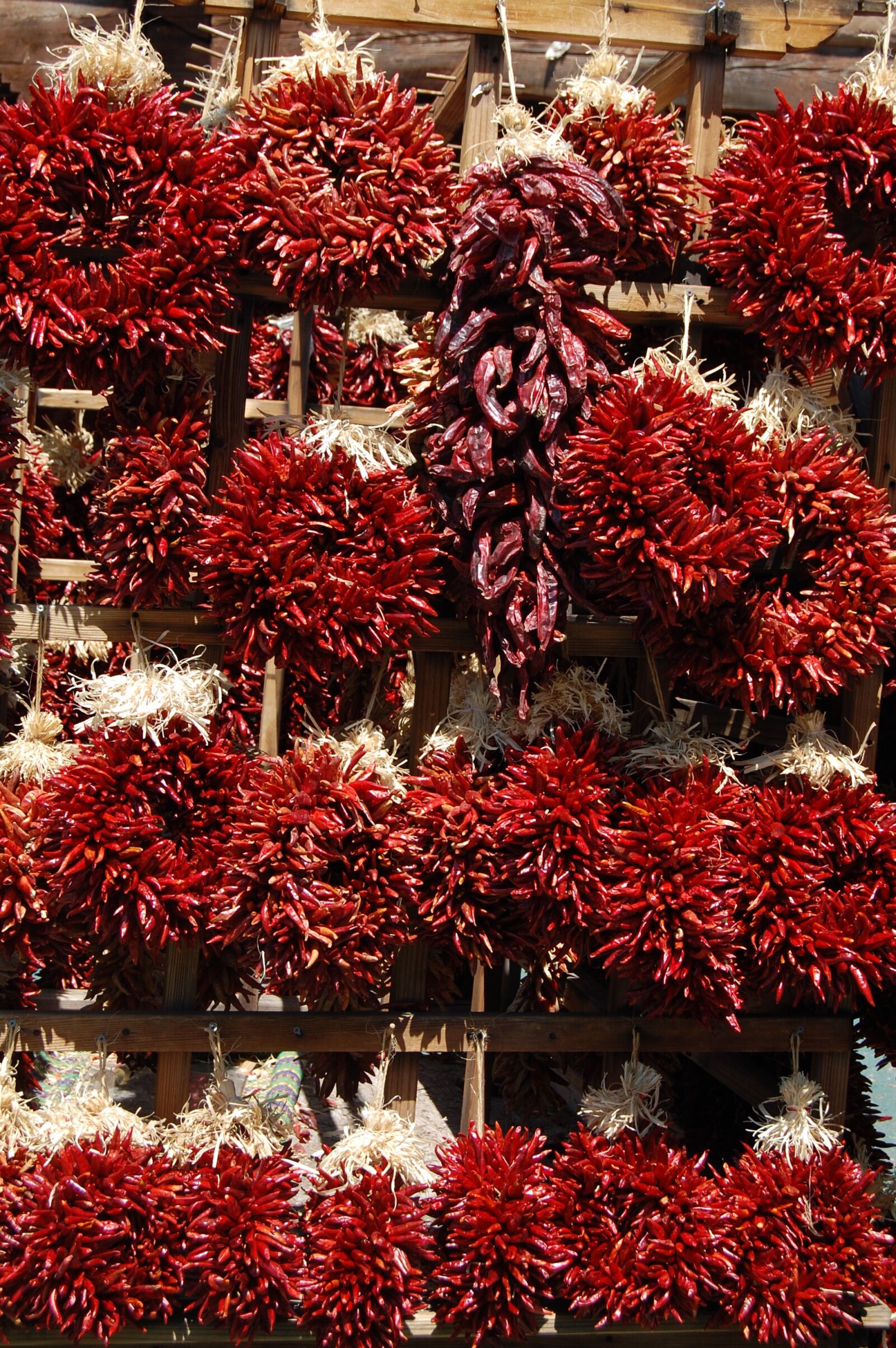Nikon D40 sample photo. Chili pepper, red, summer photography