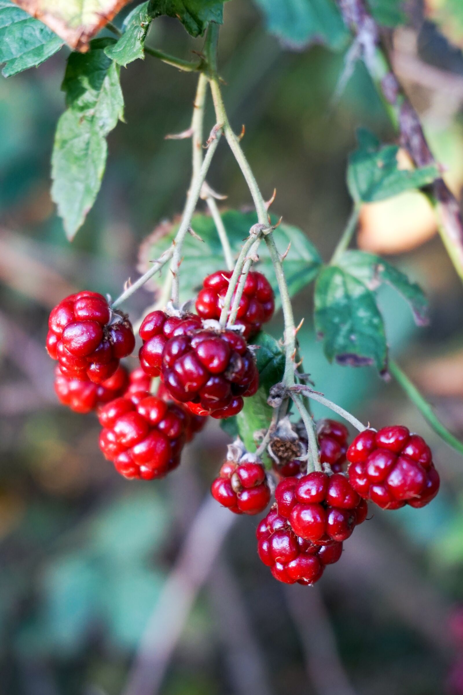 Sony a6000 sample photo. Fruits, berries, autumn photography