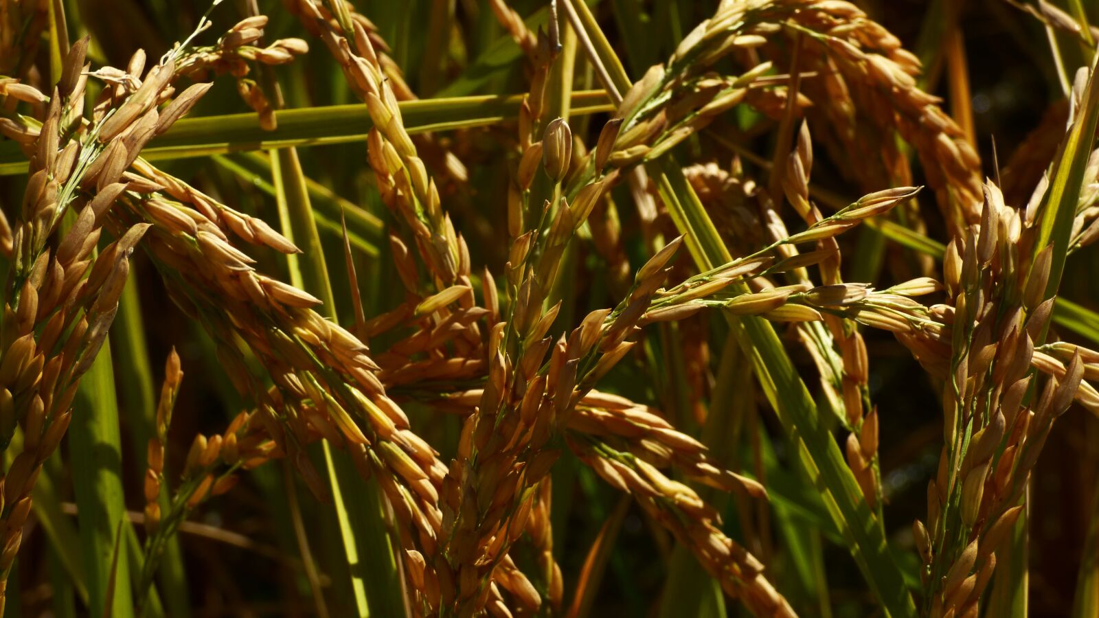 Panasonic DMC-FZ72 sample photo. Rice crop, crop, plant photography