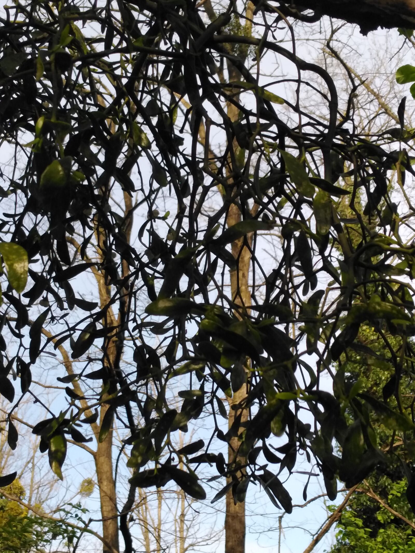 HUAWEI DUB-LX1 sample photo. Mistletoe, tree, nature photography