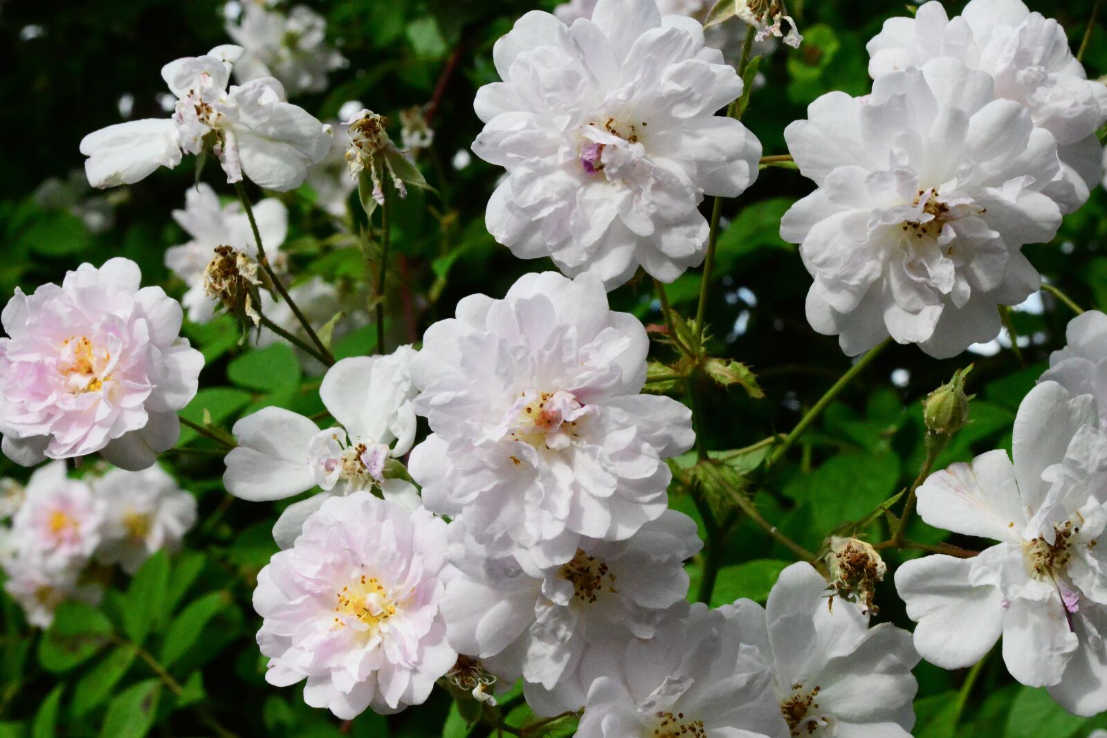 Nikon D800 sample photo. Rose, rambler, flower photography
