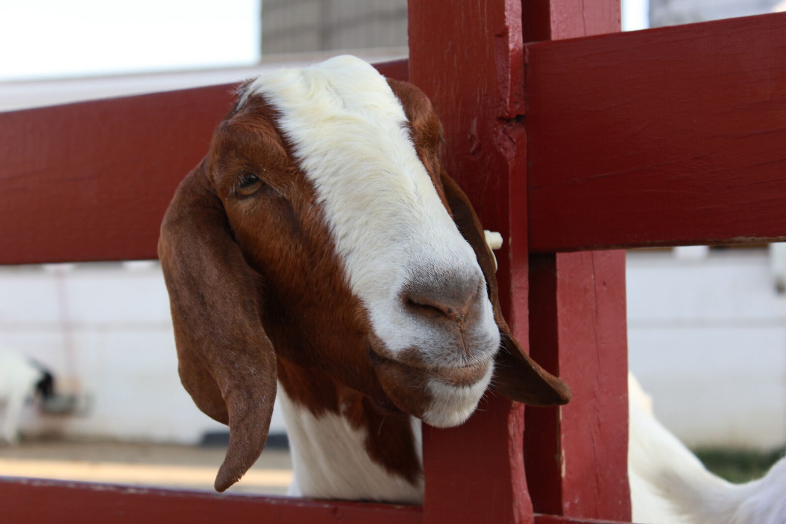 Canon EOS 1200D (EOS Rebel T5 / EOS Kiss X70 / EOS Hi) sample photo. Farm, goat photography
