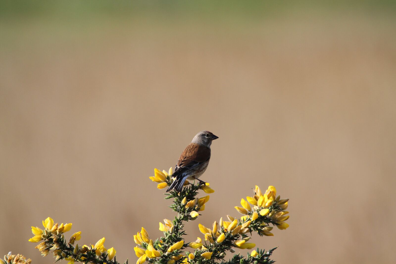 Canon EOS 7D sample photo. Linnet, bird, gorse photography