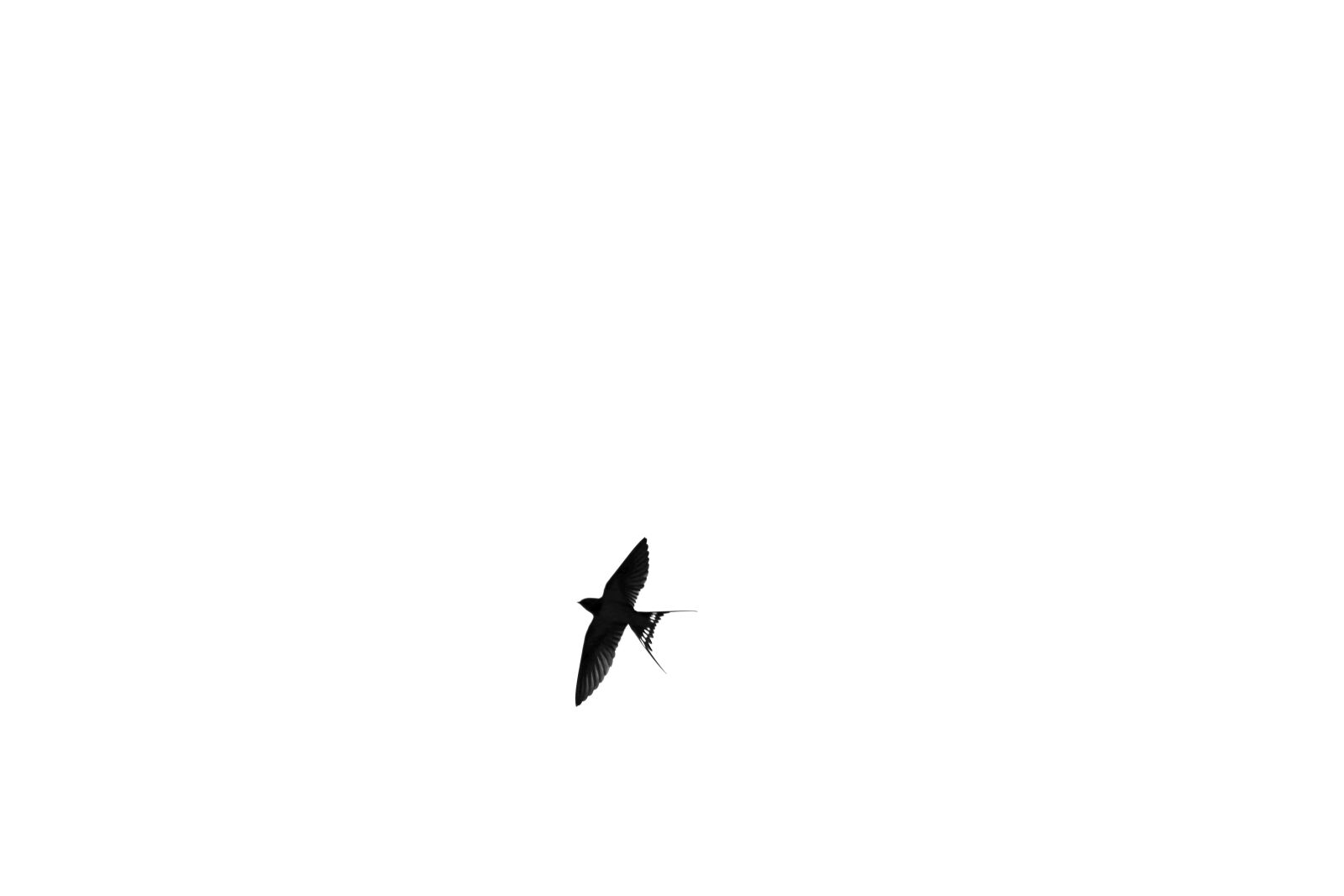 Canon EOS 4000D (EOS Rebel T100 / EOS 3000D) sample photo. Swallow, bird, animal photography