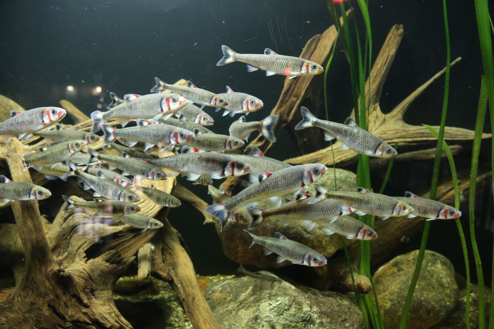 Canon EOS 6D + Canon EF 24-105mm F4L IS USM sample photo. Fish, aquarium, freshwater photography