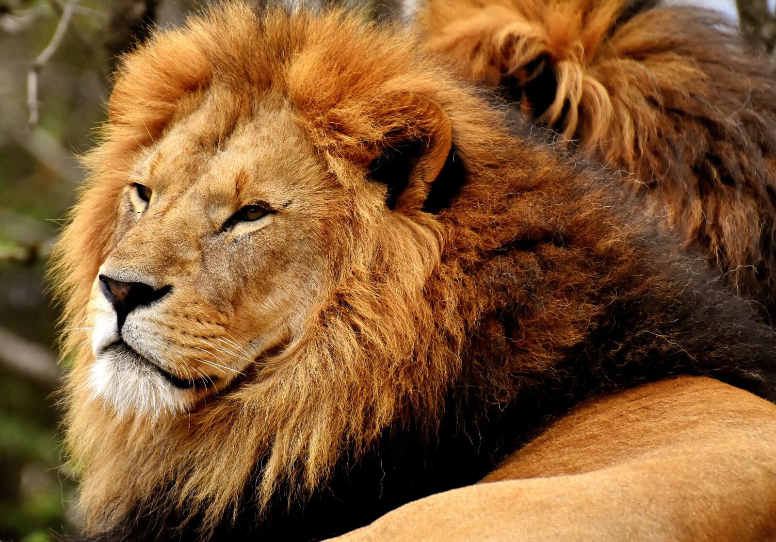 Nikon D7200 sample photo. Lion, predator, dangerous photography