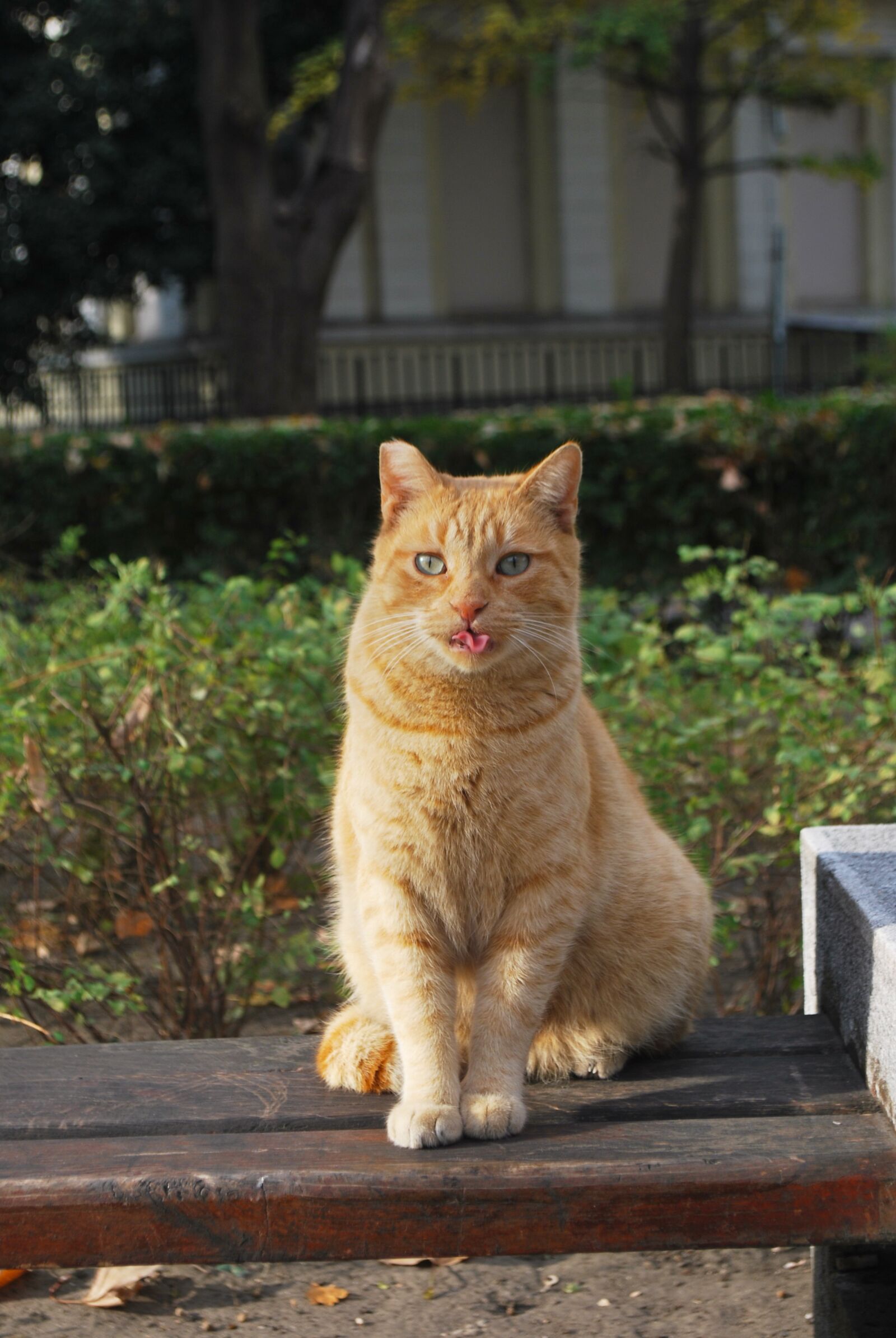 Nikon D60 sample photo. Cat, tongue, funny photography