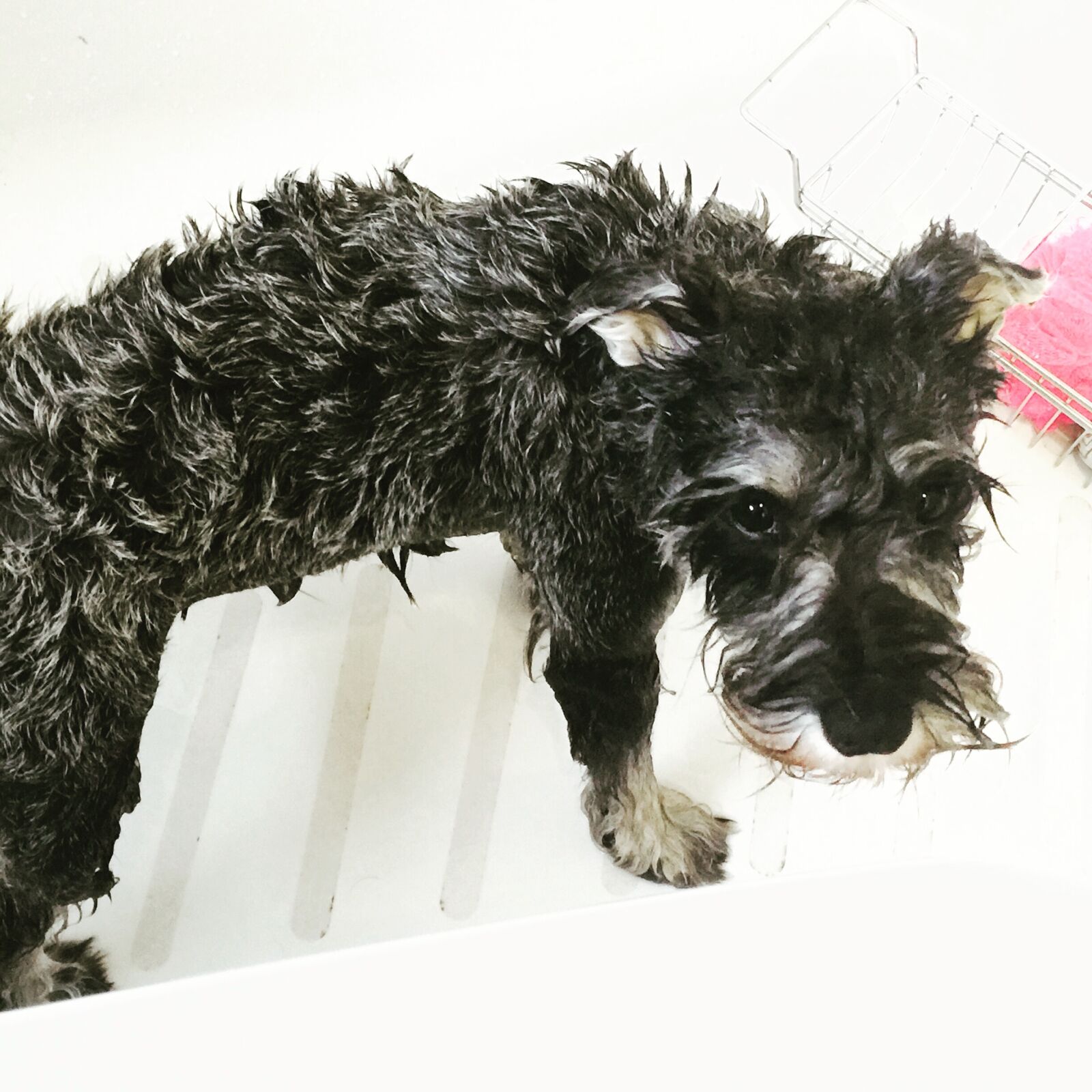 iPhone 6 Plus back camera 4.15mm f/2.2 sample photo. Dog, schnauzer, bath time photography