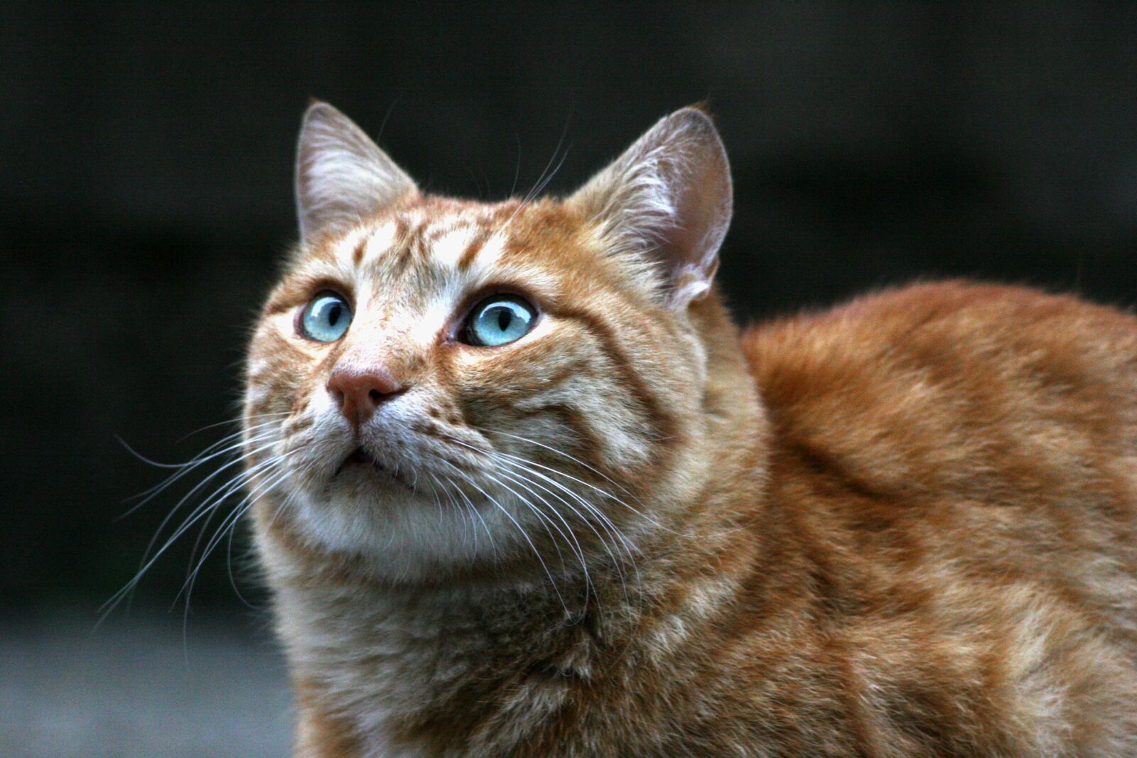 Canon EOS 20D sample photo. Animal, cute, cat photography