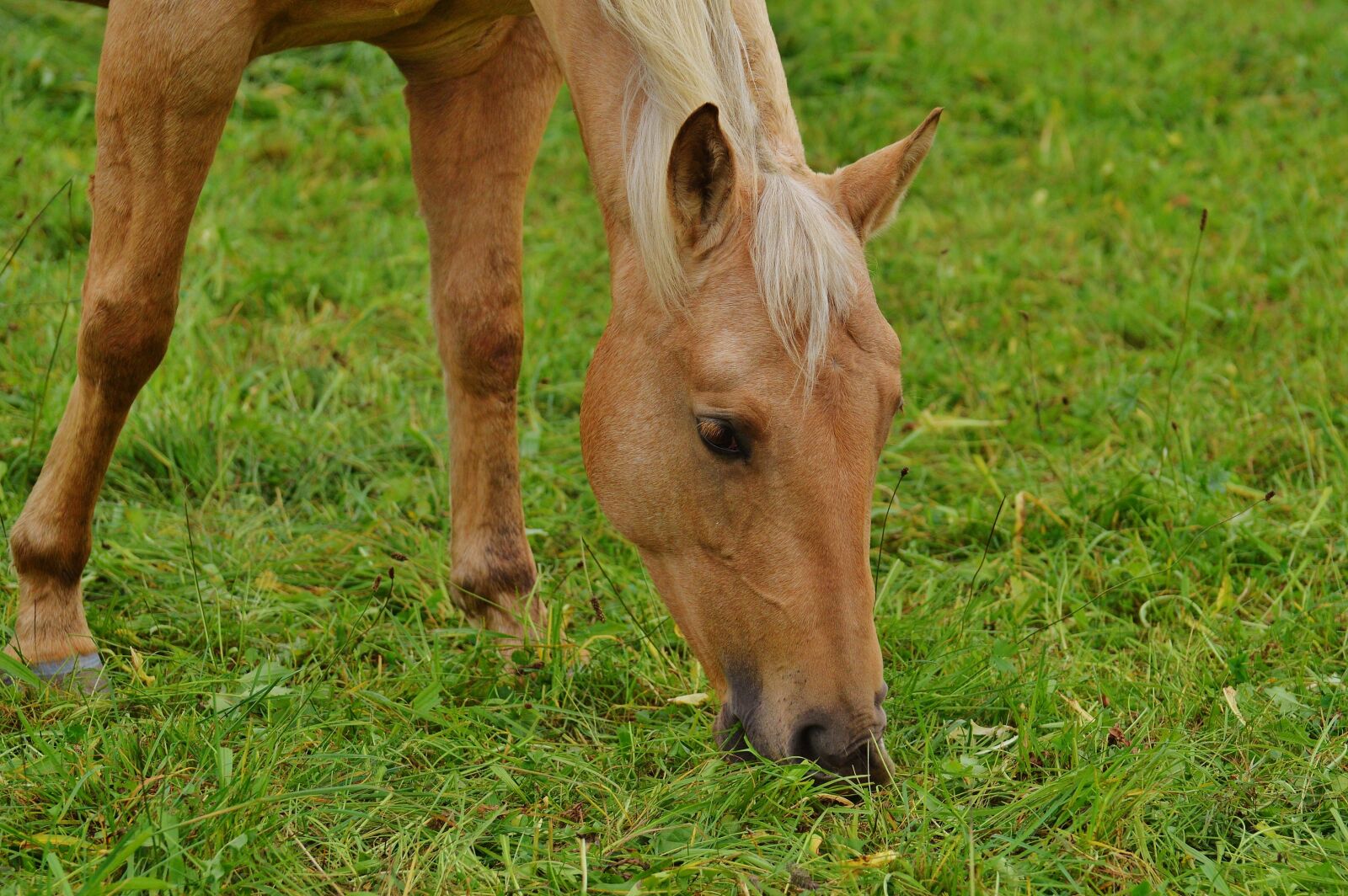 Nikon D3200 sample photo. Horse, pasture, meadow photography