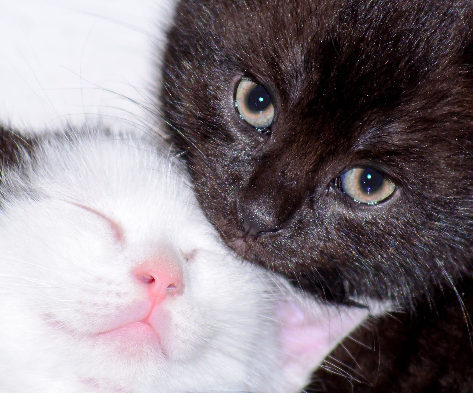 Nikon D5200 sample photo. Baby cat, cat baby photography