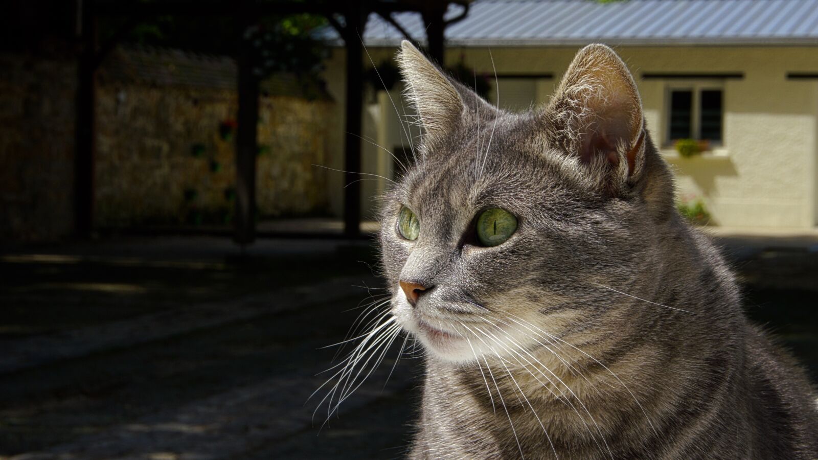 Sony a6000 sample photo. Cat, portrait, animal photography