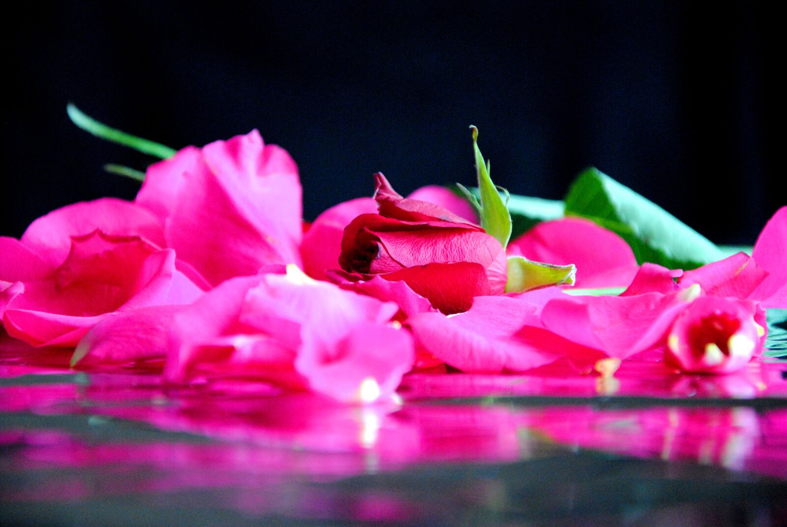 Nikon D3000 sample photo. Flowers, flower background, rose photography