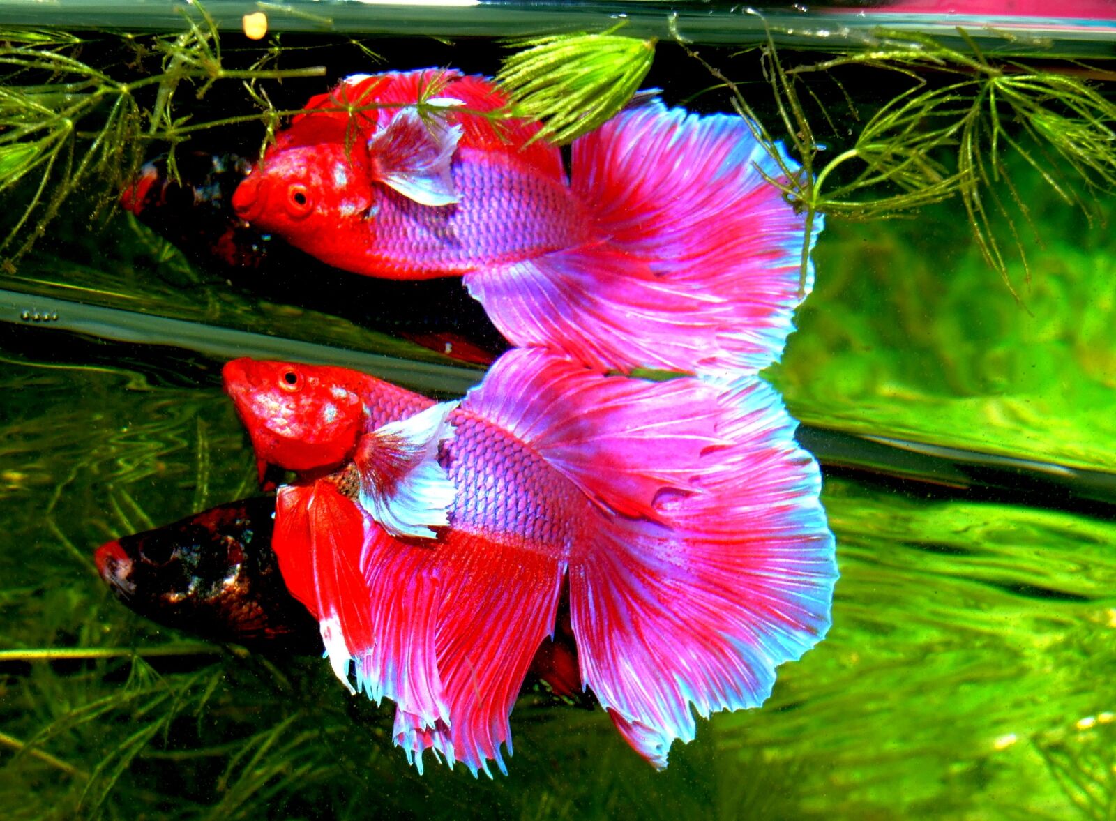 Fujifilm FinePix S6500fd sample photo. Betta splendens, siam fighter photography