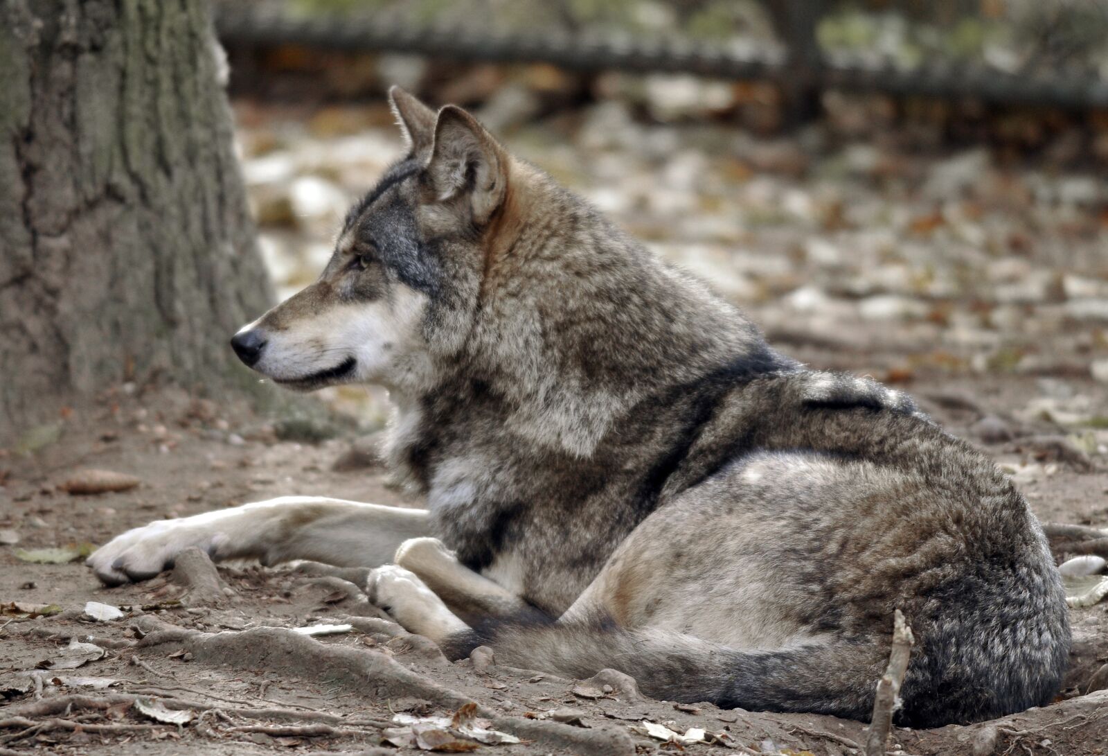 Nikon D300 sample photo. Zoo, hellabrunn, munich photography