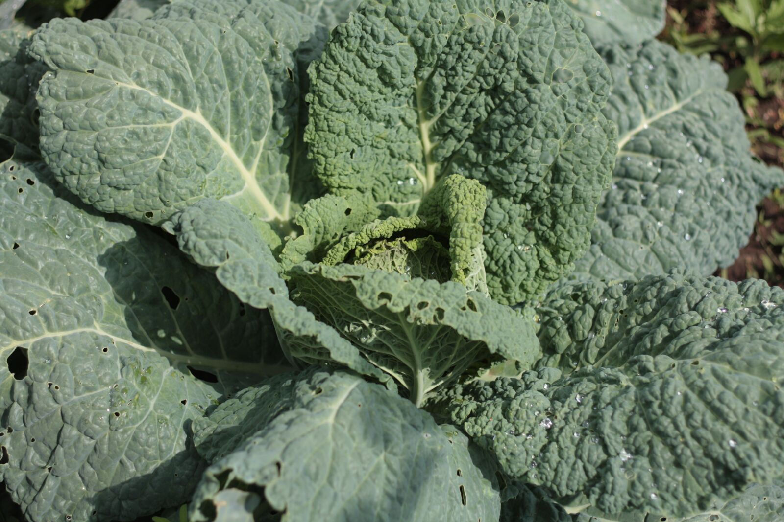 Canon EOS 450D (EOS Rebel XSi / EOS Kiss X2) sample photo. Cabbage, summer, garden photography