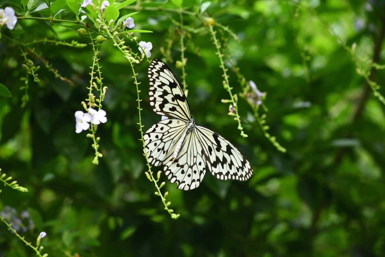 Nikon D750 sample photo. Nature, plant, flower photography