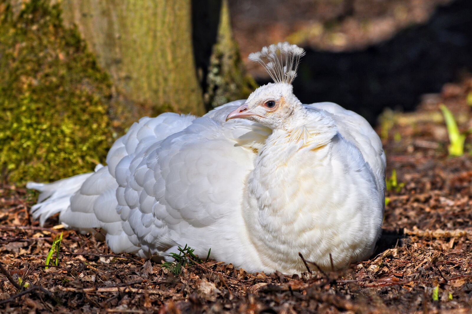 Nikon D90 sample photo. White peahen, peahen, peafowl photography